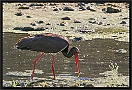 Zwarte Ooievaar, Black Stork, Ciconia nigra Location: Skala Kaloni, Greece (Lesbos) zwarte ooievaar MG 1724 kopie